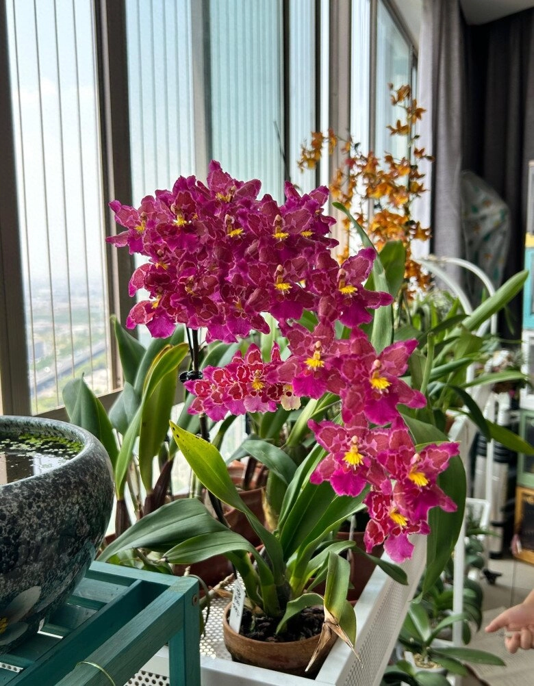 Đây là cỗ máy ra hoa trong thế giới lan vừa đẹp vừa thơm giá rất rẻ lại dễ chăm sóc - 9