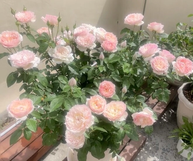 Đây là nữ hoàng mới trong thế giới hoa hồng vừa đẹp vừa thơm lại kháng bệnh nở thường xuyên - 1