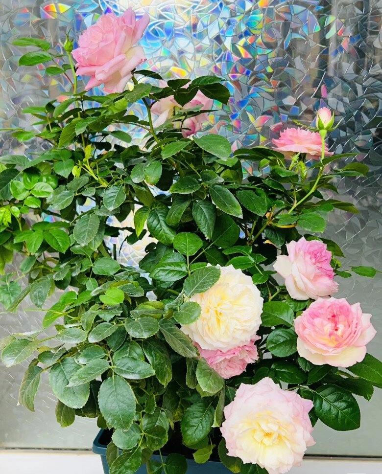 Đây là nữ hoàng mới trong thế giới hoa hồng vừa đẹp vừa thơm lại kháng bệnh nở thường xuyên - 2