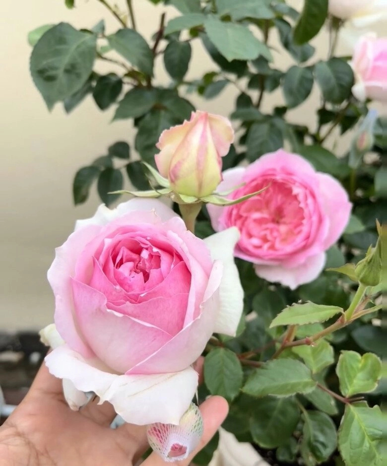 Đây là nữ hoàng mới trong thế giới hoa hồng vừa đẹp vừa thơm lại kháng bệnh nở thường xuyên - 7