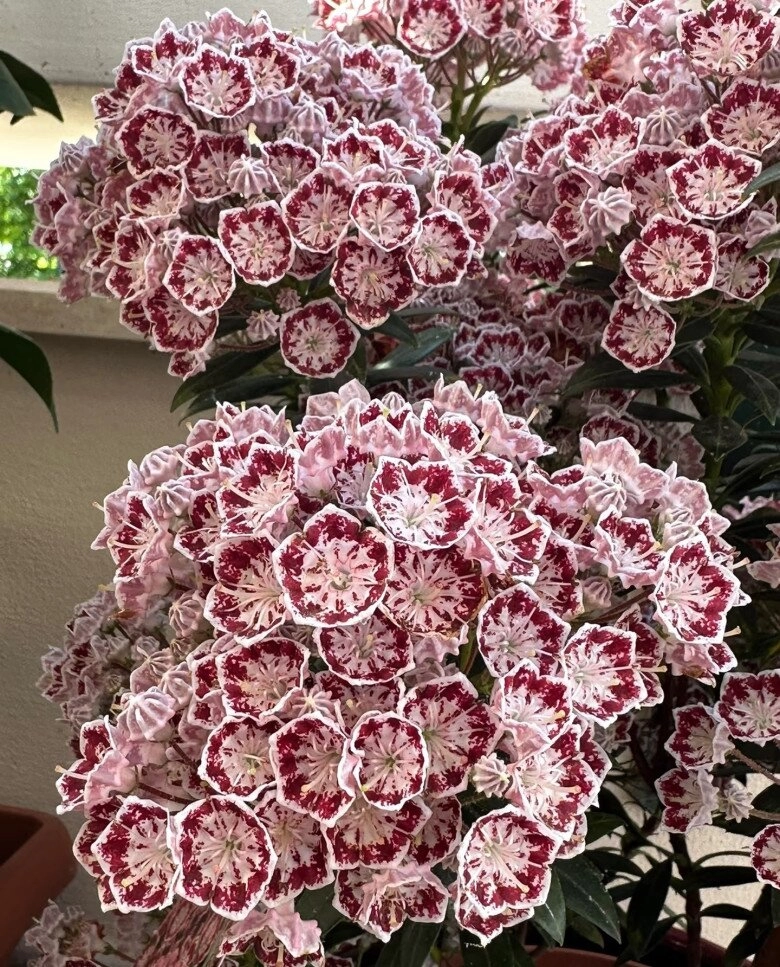 Đây là quý tộc trong thế giới cây cảnh hoa đẹp lộng lẫy hương thơm nồng nàn chăm cực dễ - 2
