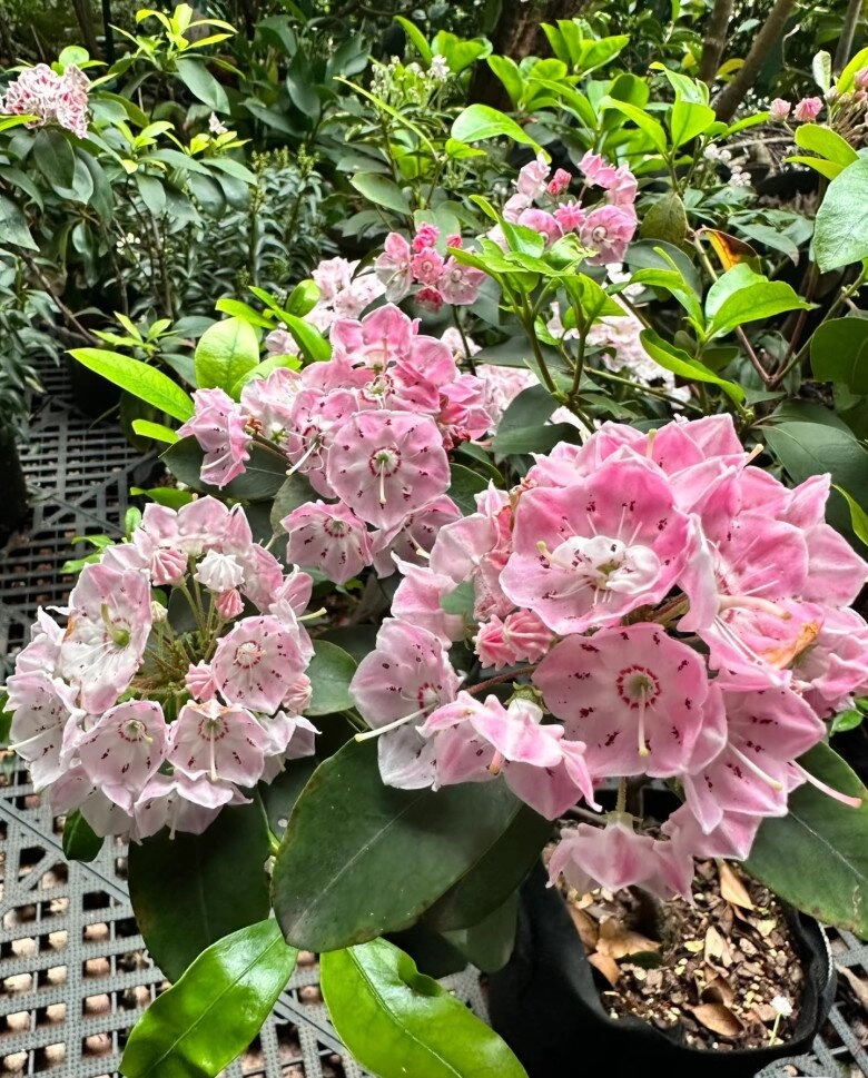 Đây là quý tộc trong thế giới cây cảnh hoa đẹp lộng lẫy hương thơm nồng nàn chăm cực dễ - 4