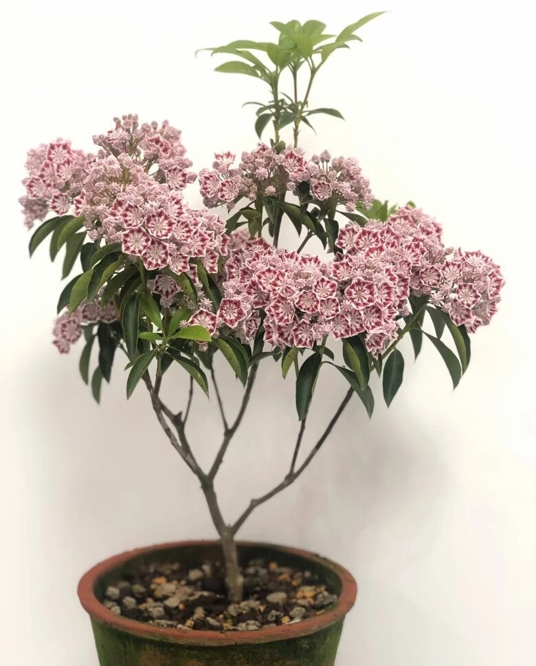 Đây là quý tộc trong thế giới cây cảnh hoa đẹp lộng lẫy hương thơm nồng nàn chăm cực dễ - 8