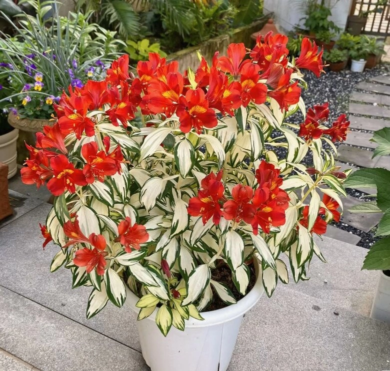 Đây là vua của cây trồng chậu đẹp từ lá đến hoa nở 3 mùa mỗi năm có thể trồng ở ban công hướng bắc - 2