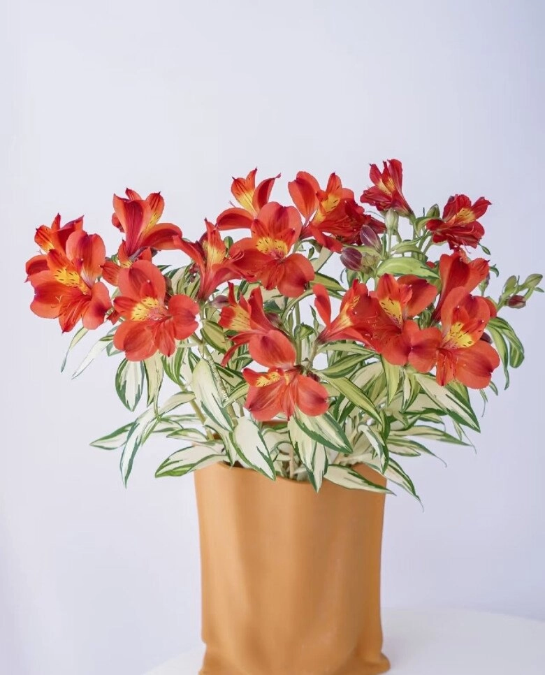 Đây là vua của cây trồng chậu đẹp từ lá đến hoa nở 3 mùa mỗi năm có thể trồng ở ban công hướng bắc - 8