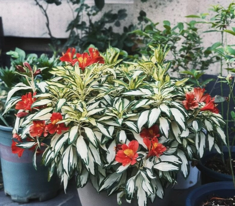 Đây là vua của cây trồng chậu đẹp từ lá đến hoa nở 3 mùa mỗi năm có thể trồng ở ban công hướng bắc - 10