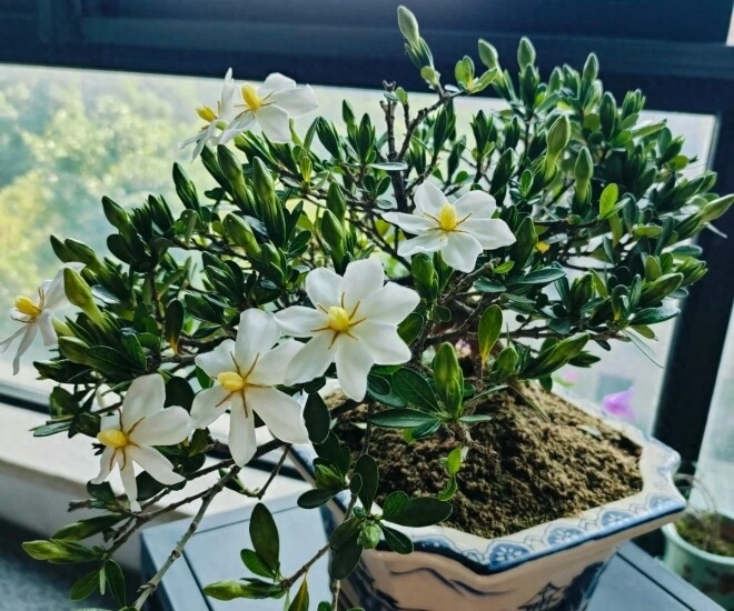 Đây là vua hoa trồng chậu nở quanh năm đẹp như ngọc thơm như nước hoa giúp hút tài lộc vào nhà - 1