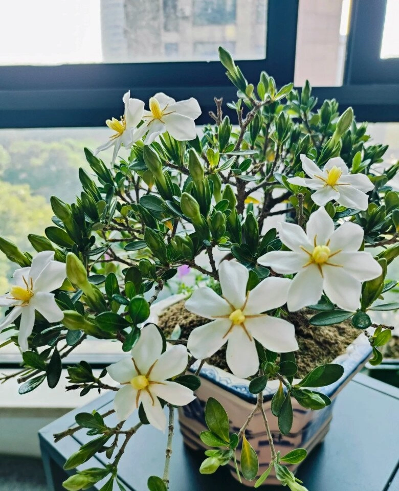 Đây là vua hoa trồng chậu nở quanh năm đẹp như ngọc thơm như nước hoa giúp hút tài lộc vào nhà - 4