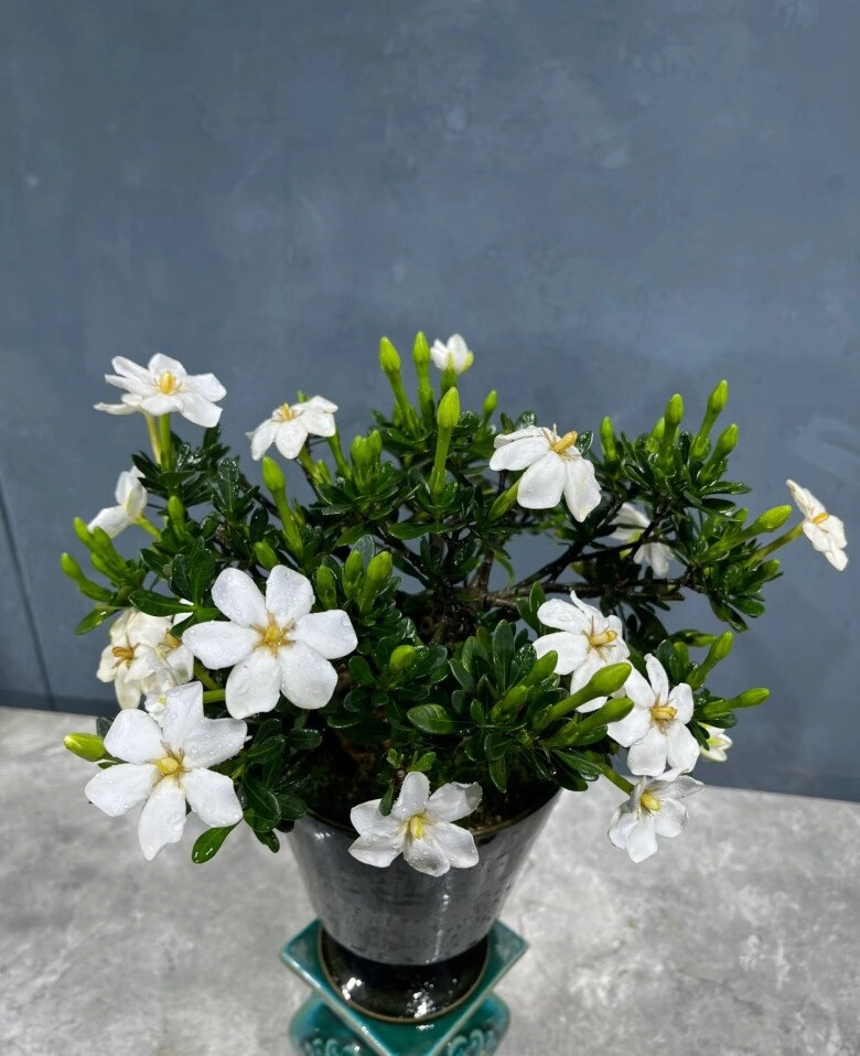 Đây là vua hoa trồng chậu nở quanh năm đẹp như ngọc thơm như nước hoa giúp hút tài lộc vào nhà - 5