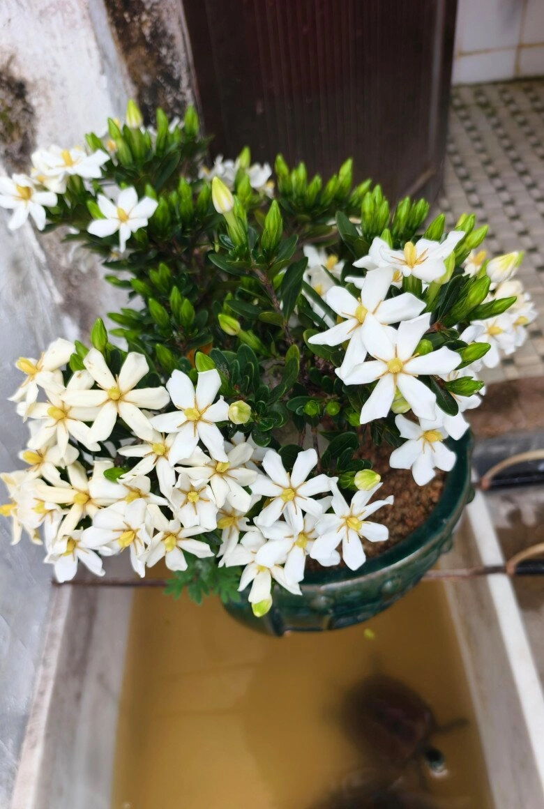 Đây là vua hoa trồng chậu nở quanh năm đẹp như ngọc thơm như nước hoa giúp hút tài lộc vào nhà - 6