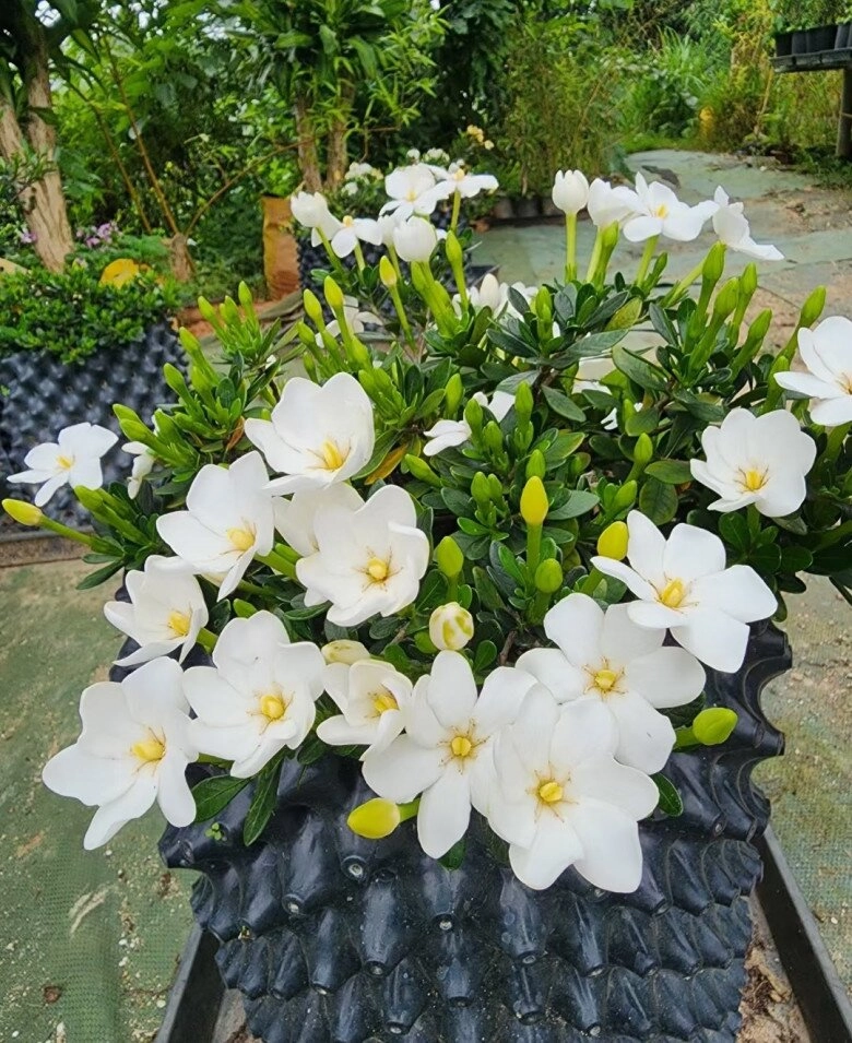 Đây là vua hoa trồng chậu nở quanh năm đẹp như ngọc thơm như nước hoa giúp hút tài lộc vào nhà - 7