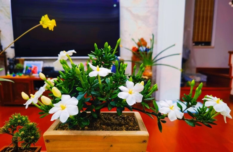 Đây là vua hoa trồng chậu nở quanh năm đẹp như ngọc thơm như nước hoa giúp hút tài lộc vào nhà - 8