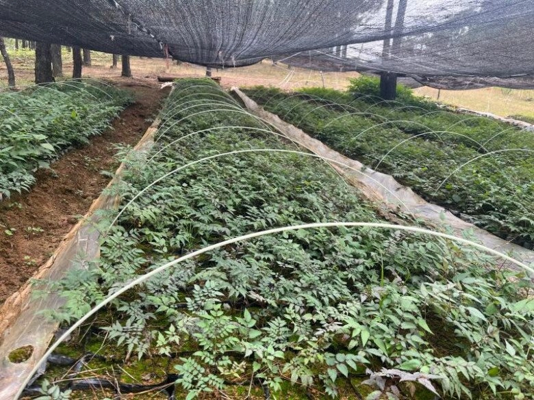 Đây là vua rau dại xưa toàn bị chặt bỏ nhưng nay thành đặc sản giá 400000 đồngkg trồng cực dễ - 5