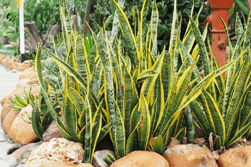 Đây mới là những cây cho nhà hướng nam mang tài lộc và may mắn cho gia chủ - 1