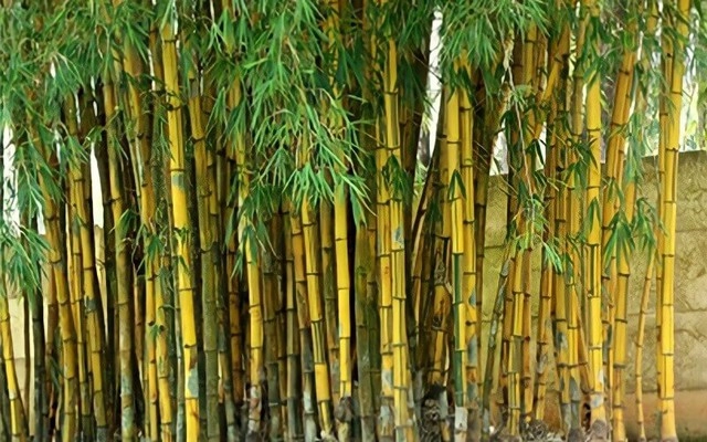 Đây mới là những cây cho nhà hướng nam mang tài lộc và may mắn cho gia chủ - 2