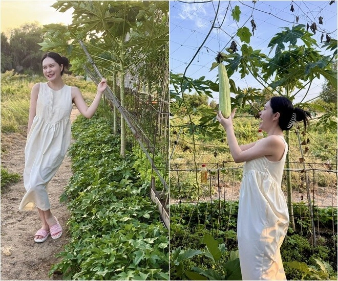 Đoàn di băng khoe vườn rau đầu hè xanh mơn mởn bầu đóng từng thùng ai đi ngang nhìn cũng thích - 1