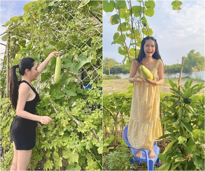 Đoàn di băng khoe vườn rau đầu hè xanh mơn mởn bầu đóng từng thùng ai đi ngang nhìn cũng thích - 3