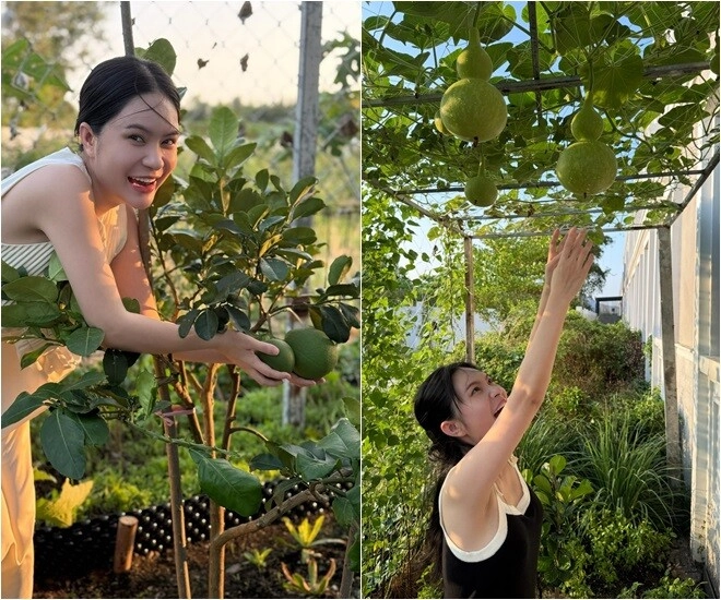 Đoàn di băng khoe vườn rau đầu hè xanh mơn mởn bầu đóng từng thùng ai đi ngang nhìn cũng thích - 4
