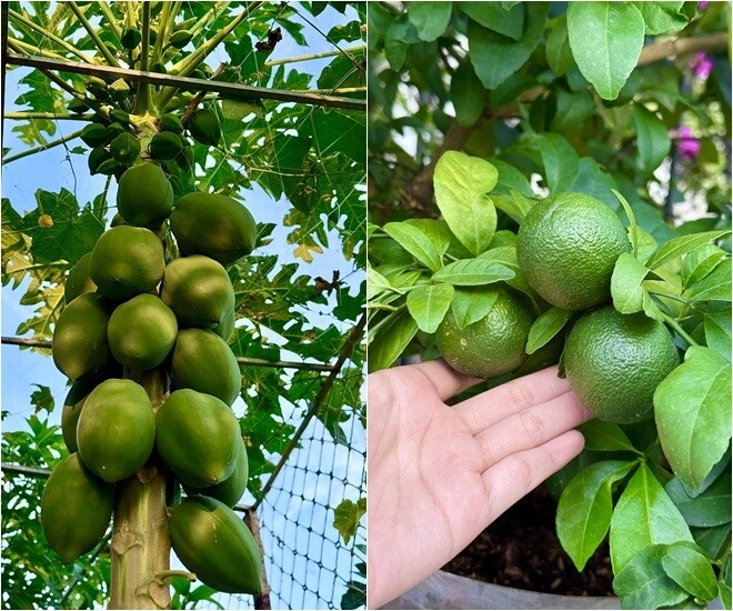 Đoàn di băng khoe vườn rau đầu hè xanh mơn mởn bầu đóng từng thùng ai đi ngang nhìn cũng thích - 5