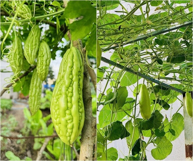 Đoàn di băng khoe vườn rau đầu hè xanh mơn mởn bầu đóng từng thùng ai đi ngang nhìn cũng thích - 14