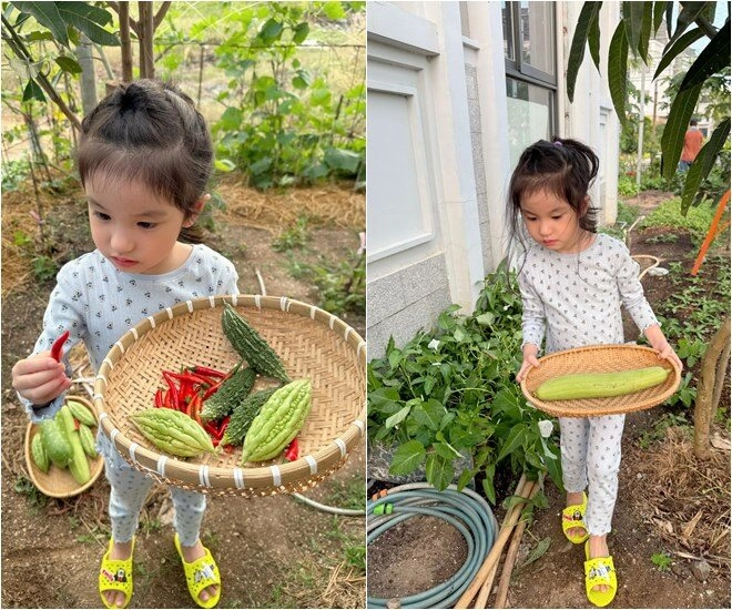 Đoàn di băng khoe vườn rau đầu hè xanh mơn mởn bầu đóng từng thùng ai đi ngang nhìn cũng thích - 20