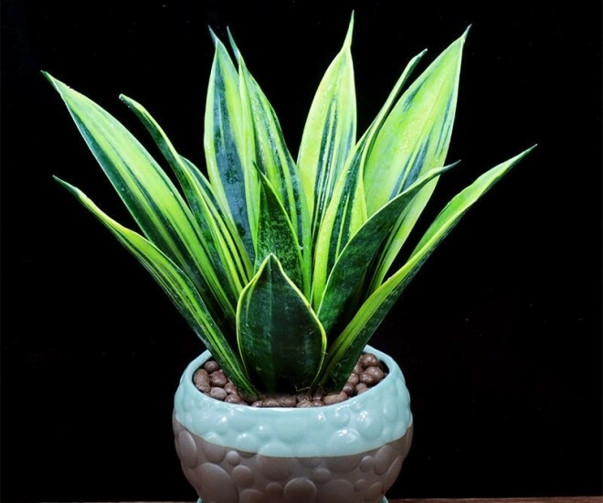 Đừng chỉ tưới nước lã cho cây lưỡi hổ thêm thứ này vào tưới 1 thánglần lá xanh như ngọc cây cao tới 2m - 1