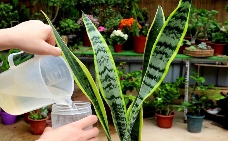 Đừng chỉ tưới nước lã cho cây lưỡi hổ thêm thứ này vào tưới 1 thánglần lá xanh như ngọc cây cao tới 2m - 2