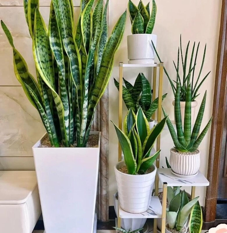 Đừng chỉ tưới nước lã cho cây lưỡi hổ thêm thứ này vào tưới 1 thánglần lá xanh như ngọc cây cao tới 2m - 4