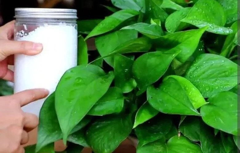 Đừng chỉ tưới nước lã cho cây trầu bà nữa thêm thứ này vào nước lá vừa xanh đậm vừa bóng mượt ra cành mới ầm ầm - 2