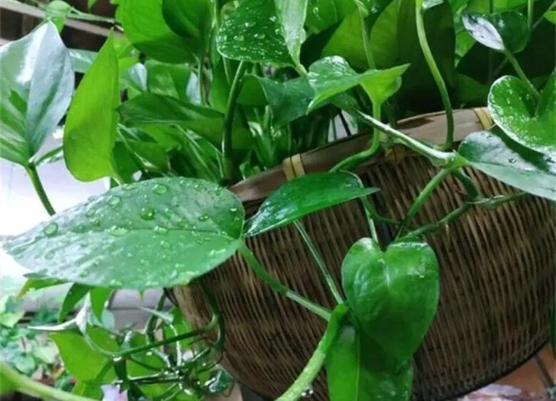 Đừng chỉ tưới nước lã cho cây trầu bà nữa thêm thứ này vào nước lá vừa xanh đậm vừa bóng mượt ra cành mới ầm ầm - 3