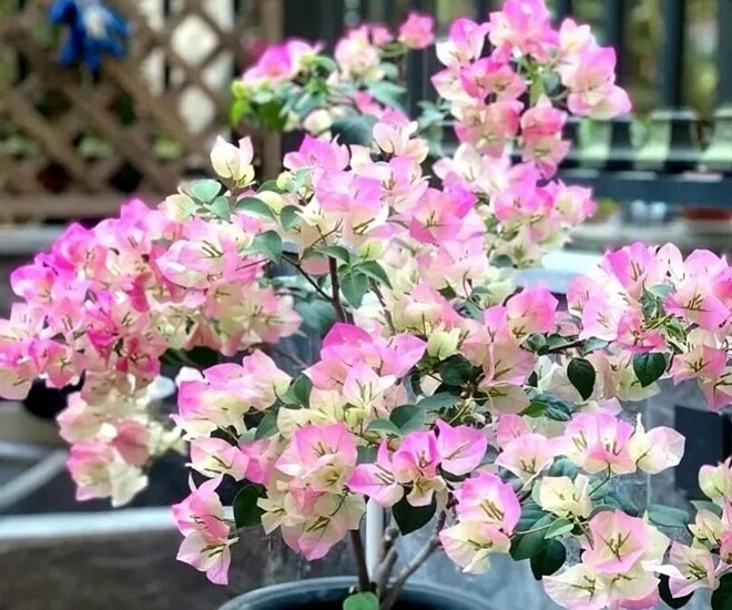 Đừng chỉ tưới nước lã cho hoa giấy hãy thêm thứ này vào cây phát triển khỏe mạnh nở hoa rực rỡ quanh năm - 1