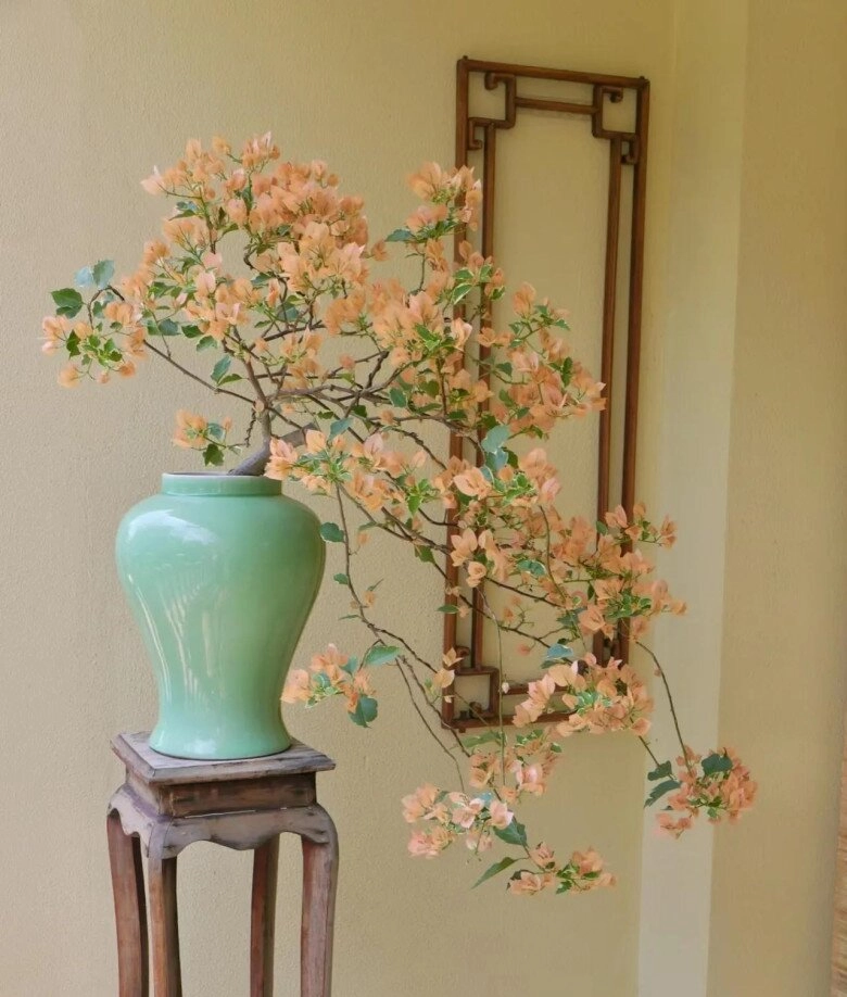 Đừng chỉ tưới nước lã cho hoa giấy hãy thêm thứ này vào cây phát triển khỏe mạnh nở hoa rực rỡ quanh năm - 2