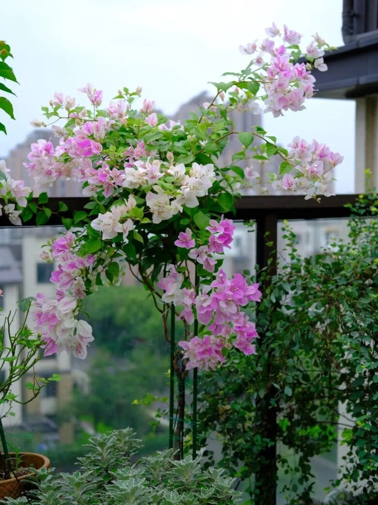 Đừng chỉ tưới nước lã cho hoa giấy hãy thêm thứ này vào cây phát triển khỏe mạnh nở hoa rực rỡ quanh năm - 3