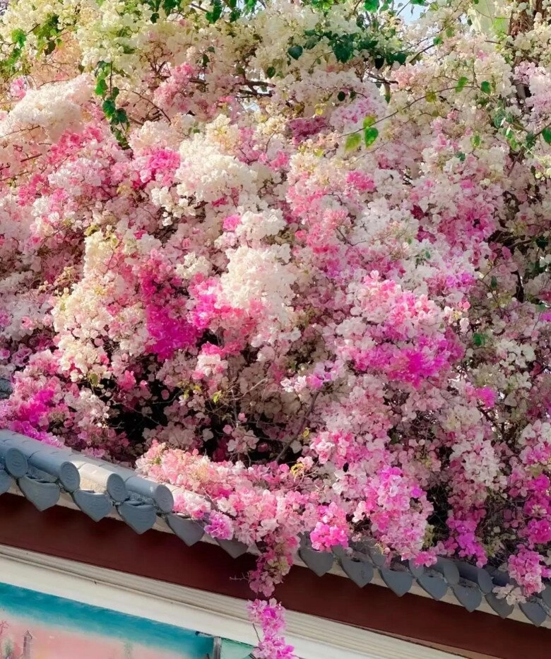 Đừng chỉ tưới nước lã cho hoa giấy hãy thêm thứ này vào cây phát triển khỏe mạnh nở hoa rực rỡ quanh năm - 5