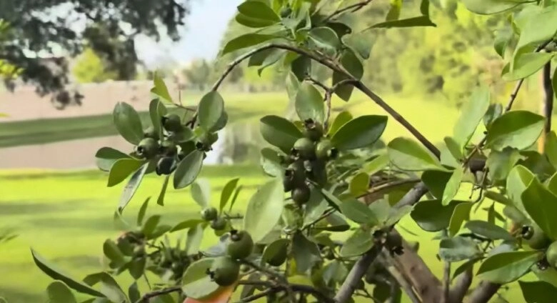 Em trai ruột hé lộ khu vườn rộng nhà hoài linh bên mỹ có cây ổi lạ và nhiều cây trái việt nam - 4