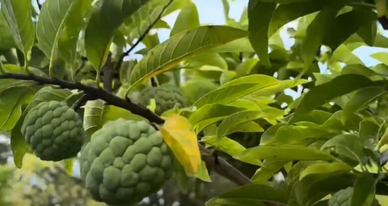 Em trai ruột hé lộ khu vườn rộng nhà hoài linh bên mỹ có cây ổi lạ và nhiều cây trái việt nam - 5