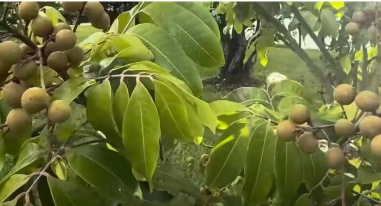 Em trai ruột hé lộ khu vườn rộng nhà hoài linh bên mỹ có cây ổi lạ và nhiều cây trái việt nam - 12