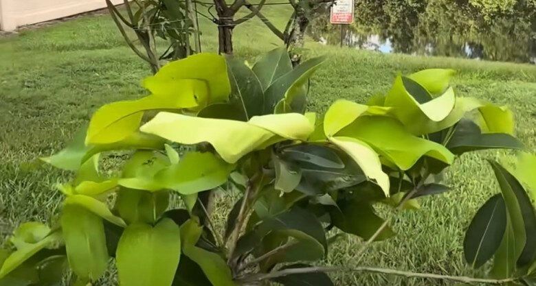 Em trai ruột hé lộ khu vườn rộng nhà hoài linh bên mỹ có cây ổi lạ và nhiều cây trái việt nam - 13