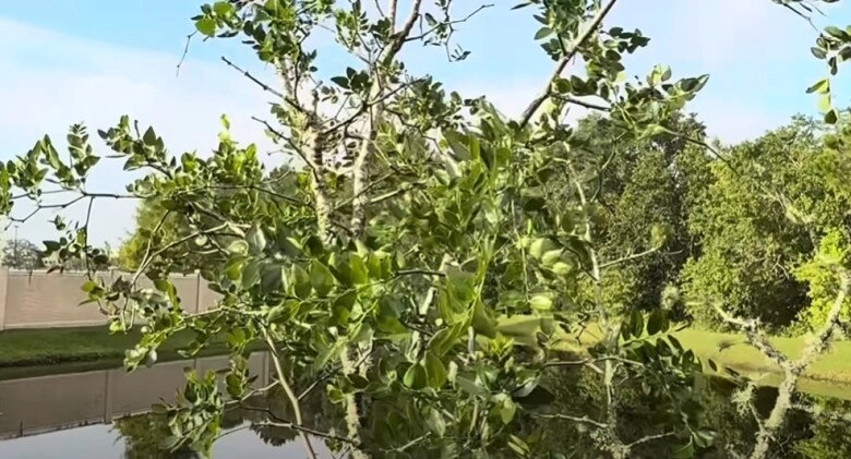 Em trai ruột hé lộ khu vườn rộng nhà hoài linh bên mỹ có cây ổi lạ và nhiều cây trái việt nam - 14