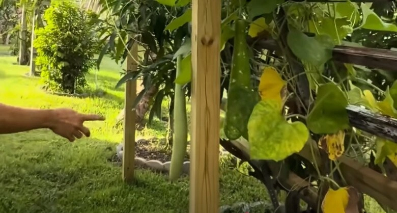 Em trai ruột hé lộ khu vườn rộng nhà hoài linh bên mỹ có cây ổi lạ và nhiều cây trái việt nam - 18