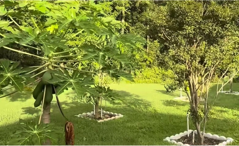 Em trai ruột hé lộ khu vườn rộng nhà hoài linh bên mỹ có cây ổi lạ và nhiều cây trái việt nam - 22