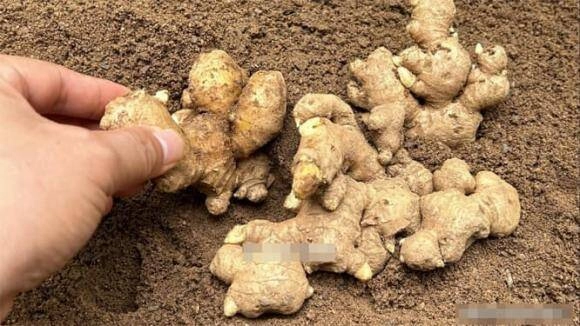 Gừng mua về dễ héo úa mọc mầm làm cách này nửa năm sau lấy ra vẫn tươi ngon như mới nhổ - 1