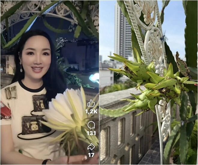 hoa hậu độc nhất vô nhị việt nam mát tay trồng quả ngọt trên sân thượng lâu đài trắng 1000m2 - 1