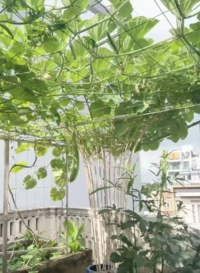 hoa hậu độc nhất vô nhị việt nam mát tay trồng quả ngọt trên sân thượng lâu đài trắng 1000m2 - 7