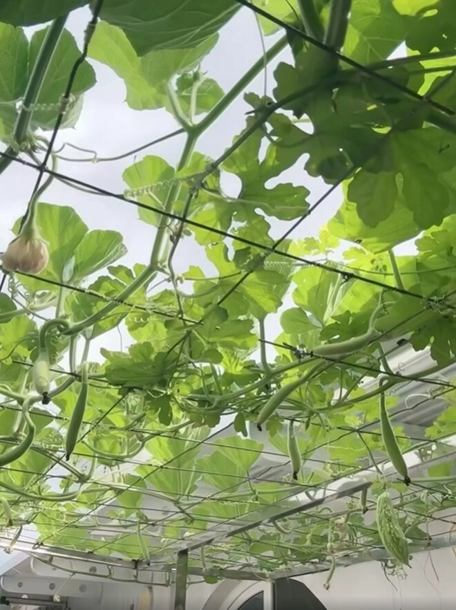 hoa hậu độc nhất vô nhị việt nam mát tay trồng quả ngọt trên sân thượng lâu đài trắng 1000m2 - 8