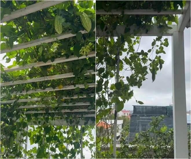 hoa hậu độc nhất vô nhị việt nam mát tay trồng quả ngọt trên sân thượng lâu đài trắng 1000m2 - 11