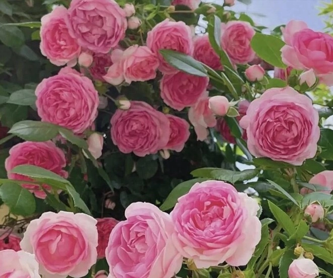 Hoa hồng rất thích uống thứ nước này 15 ngày một lần hoa nở liên tục không ngừng bông to như cái bát - 1