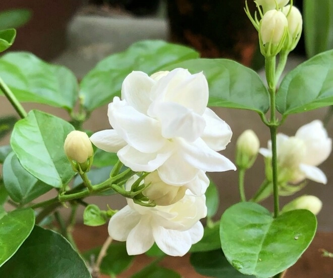 Hoa nhài vừa đẹp vừa thơm nhưng nhà ở 3 hướng người thuộc 2 mệnh này không nên trồng - 1