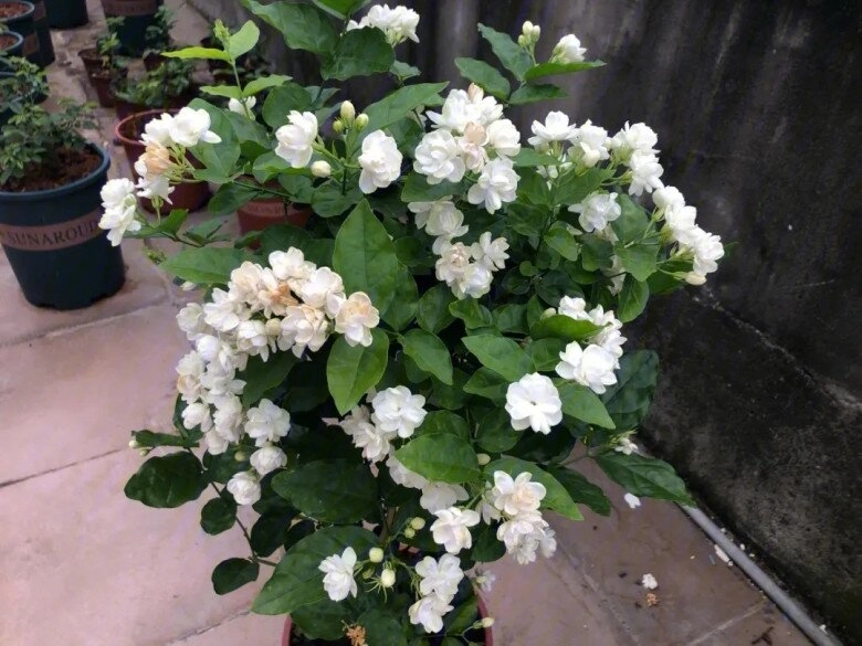 Hoa nhài vừa đẹp vừa thơm nhưng nhà ở 3 hướng người thuộc 2 mệnh này không nên trồng - 3