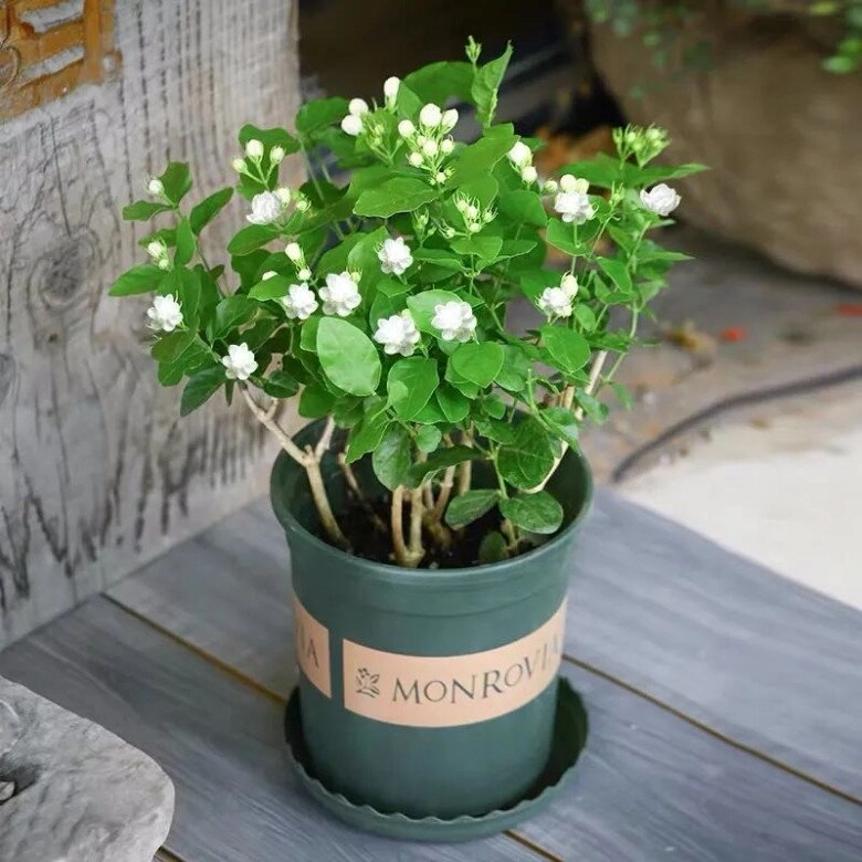 Hoa nhài vừa đẹp vừa thơm nhưng nhà ở 3 hướng người thuộc 2 mệnh này không nên trồng - 4